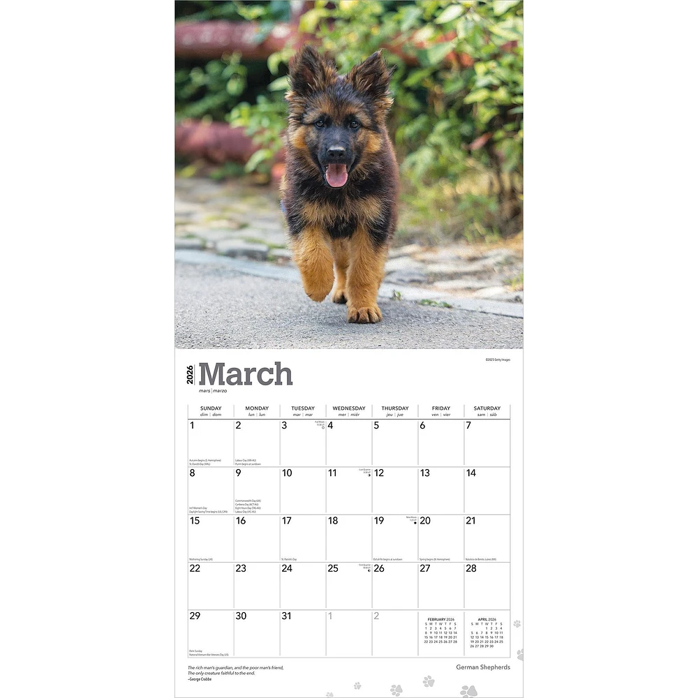 German Shepherds 2026 Wall Calendar - Online Exclusive