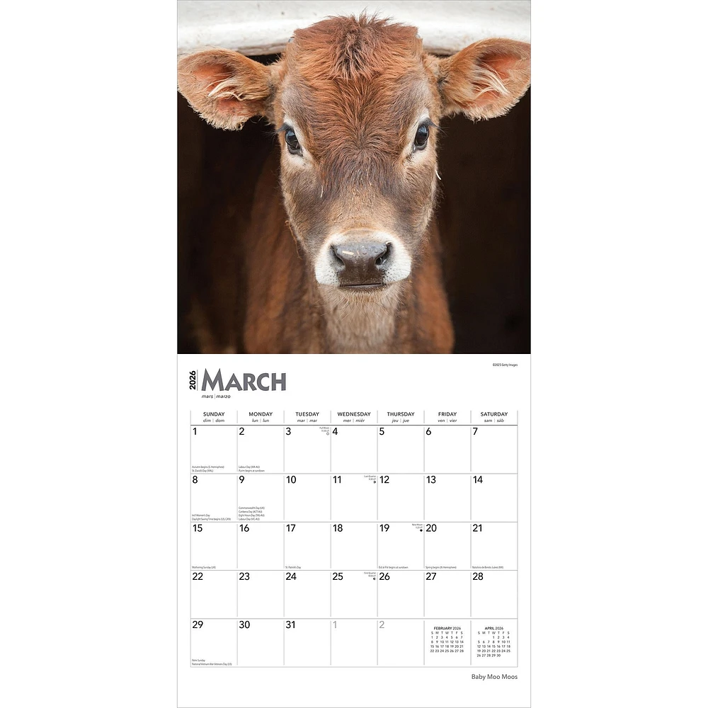 Baby Moo Moos 2026 Wall Calendar - Online Exclusive