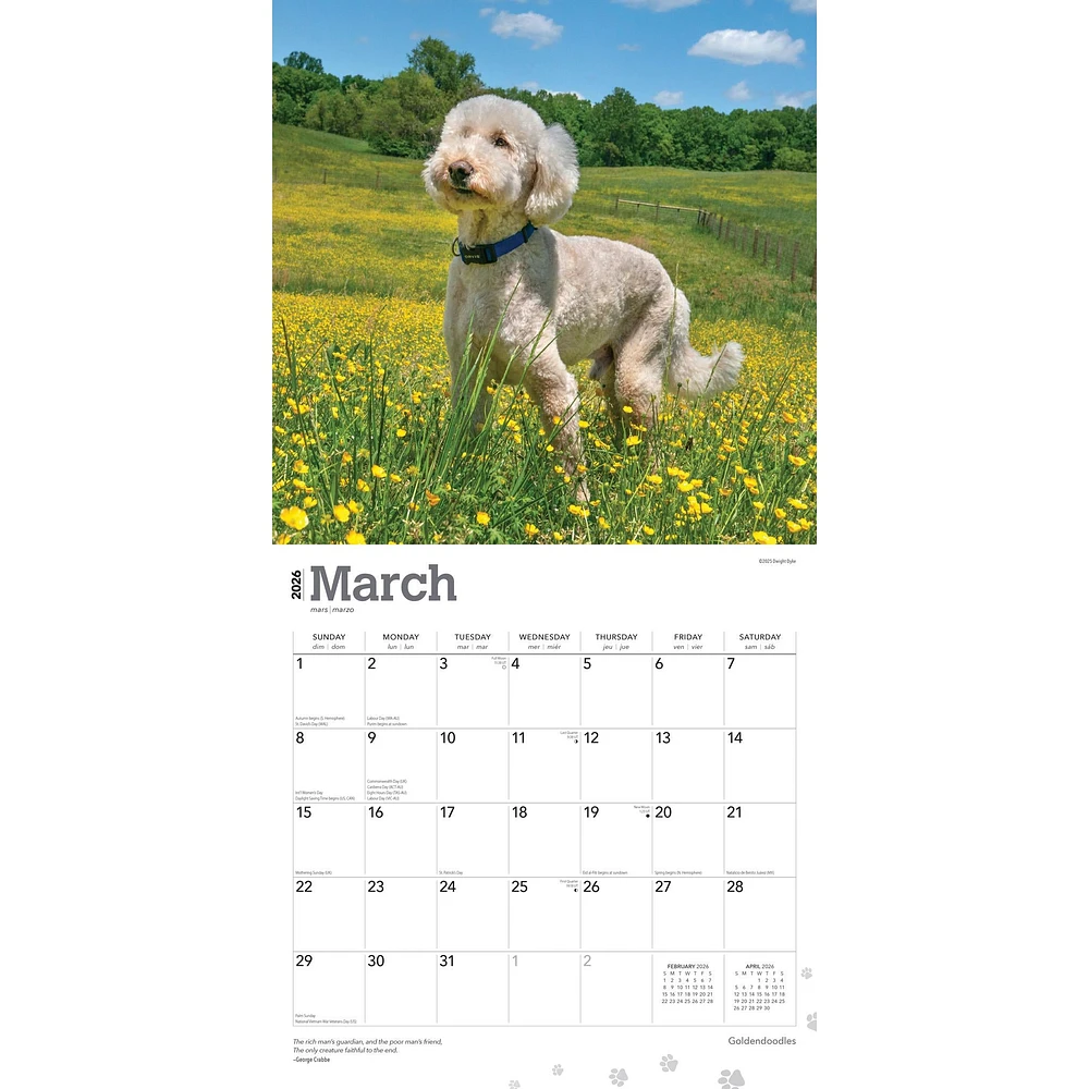 Goldendoodles 2026 Wall Calendar