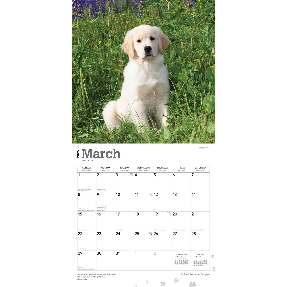 Golden Retriever Puppies 2026 Wall Calendar