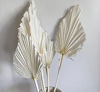 White Dry Palm Leaves - 5 stems