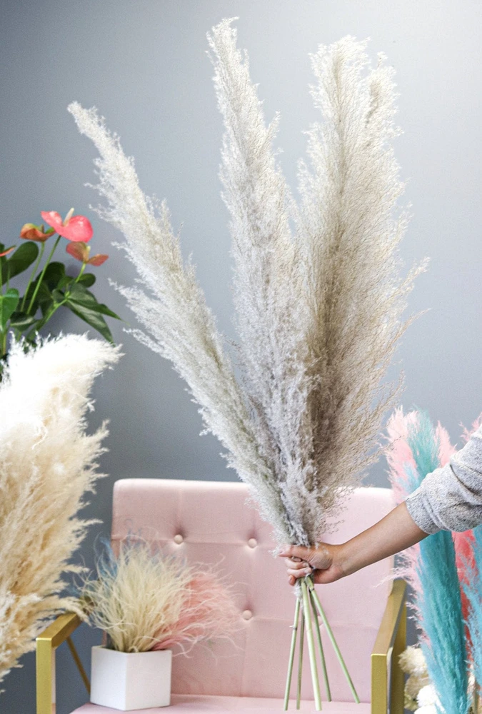 Pampas Grass - Gray