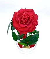 Eternity Rose Enchanted Glass Dome