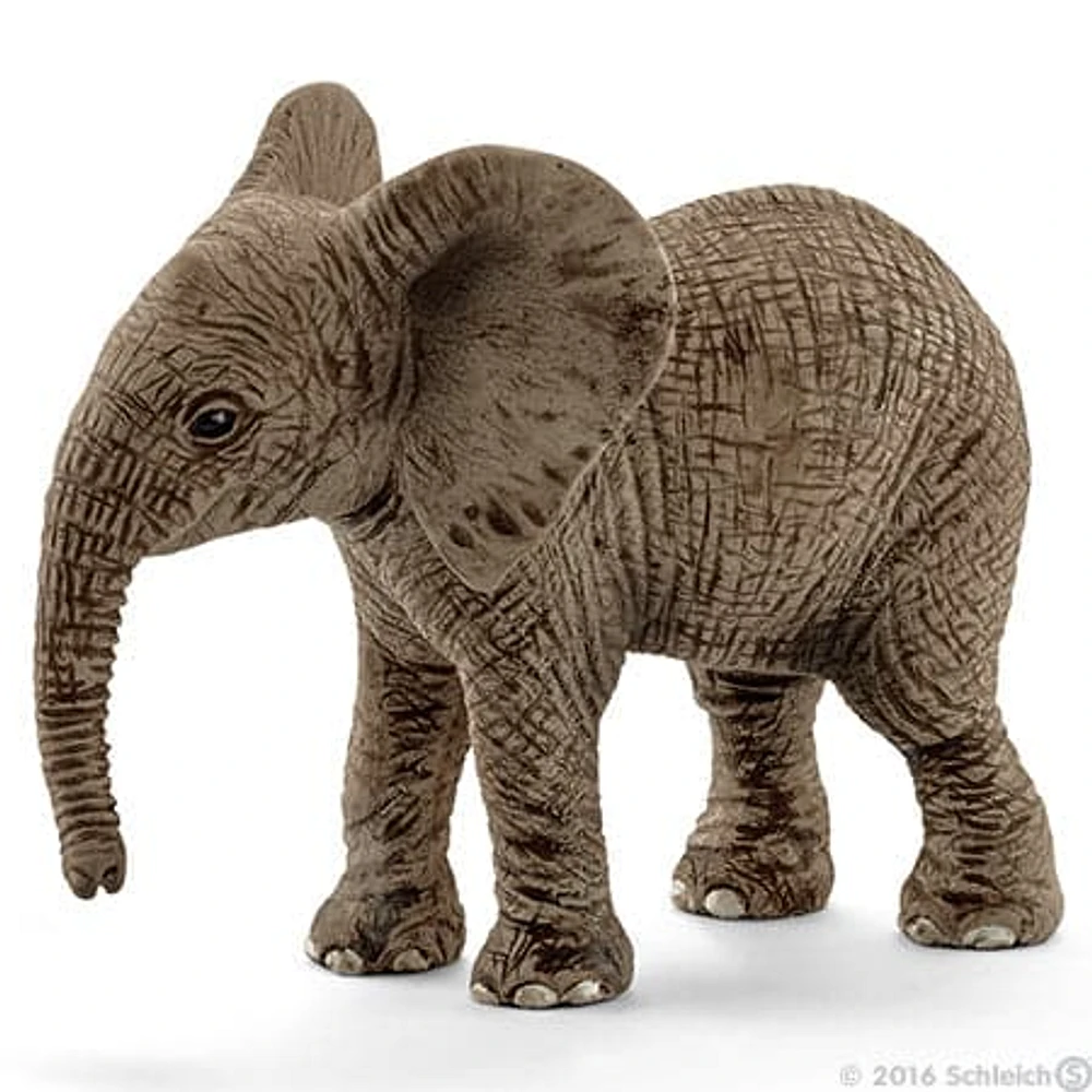 African Elephant Calf