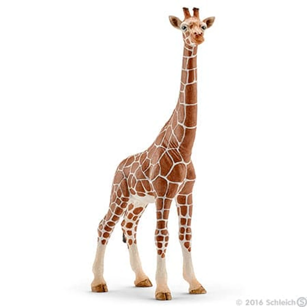 Giraffe, Female