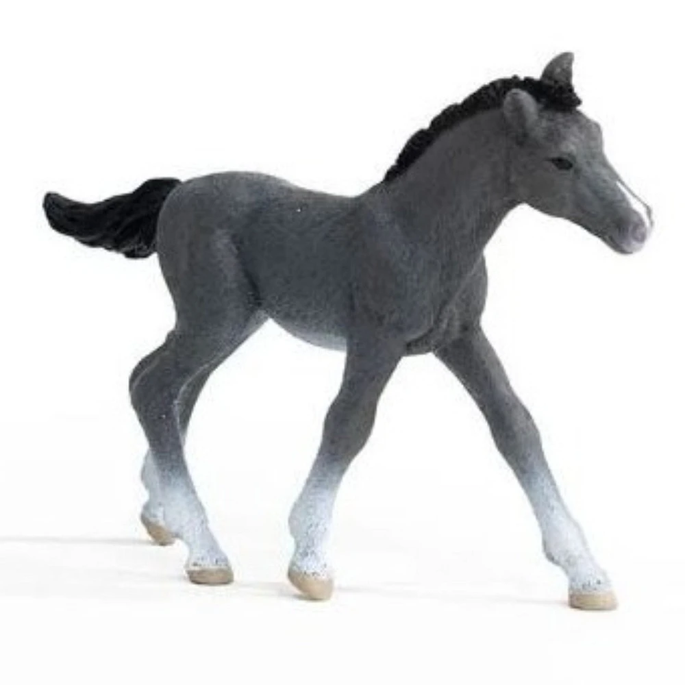 Trakehner Foal