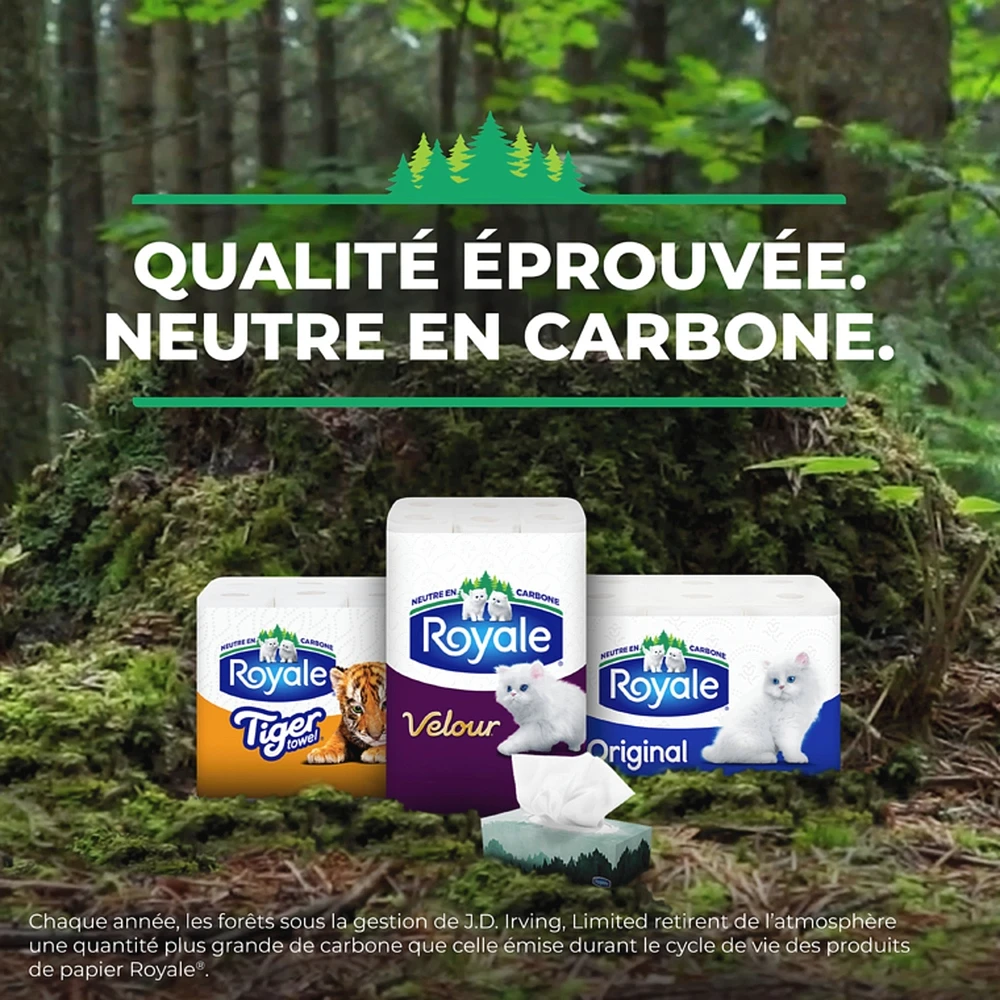 Rolls Of Paper Towel 2 Ply