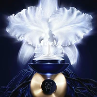 Orchidée Impériale