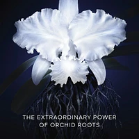 Orchidée Impériale