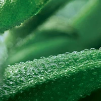 Anti-wrinkle Intense Care