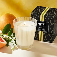 Bougie classique Pamplemousse