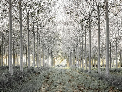 Assaf Frank - Pathway through trees forest