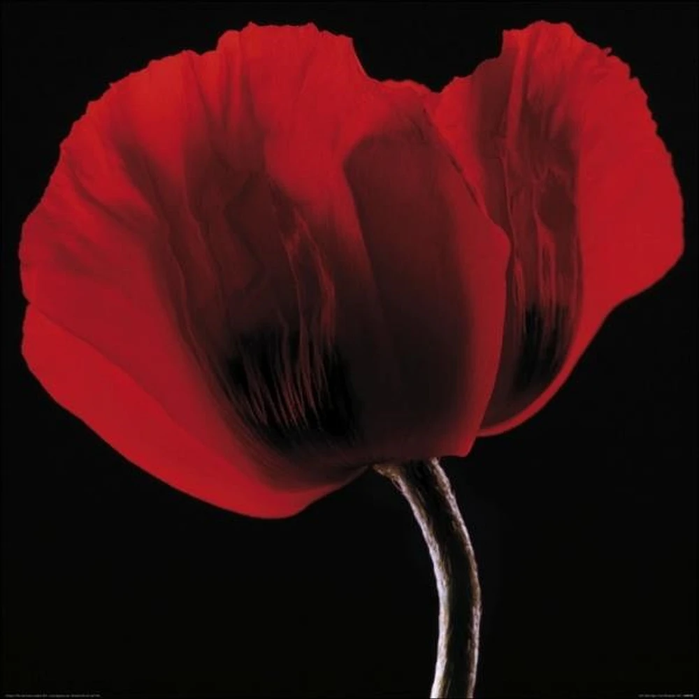 Ian Winstanley - Rich Red Poppy