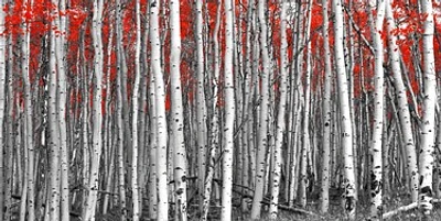 Mara Shinju - Red Leaves A Black And White Forest
