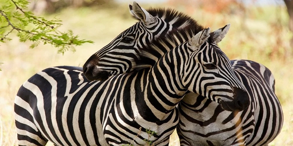 Rogelio Tybalt - Zebra Couple