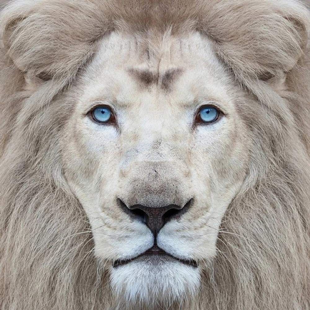 Clemen Kustas - White Lion With Blue Eyes Portrait