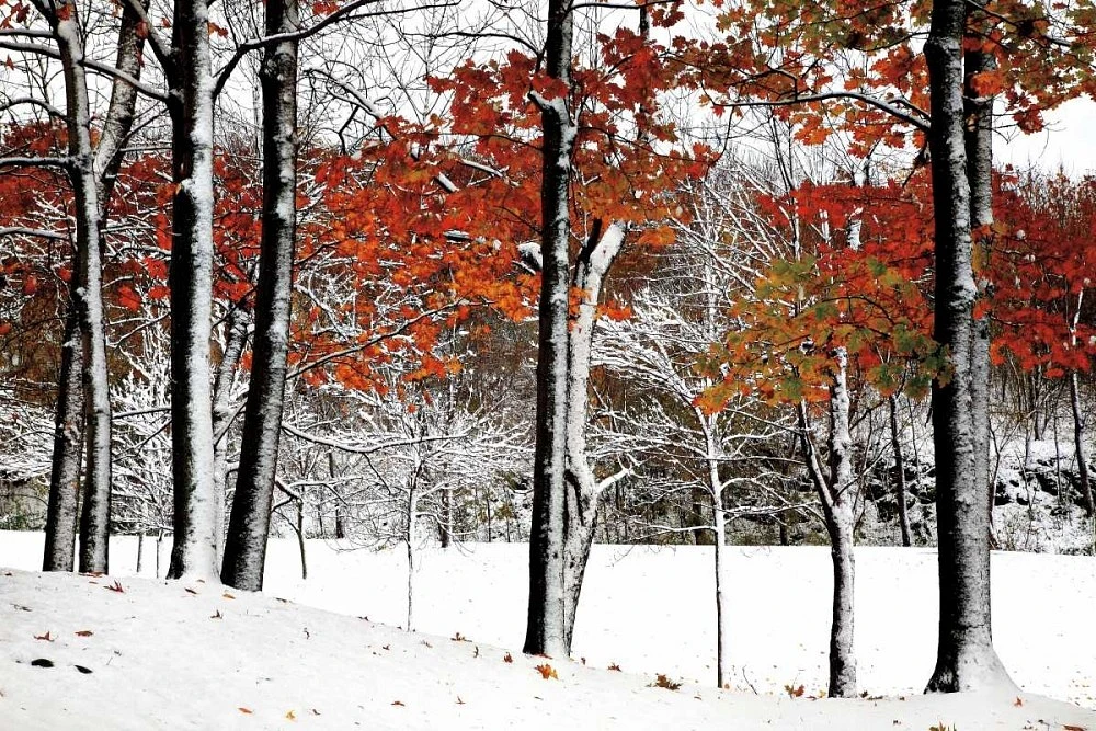 Burney Lieberman - SnowFall