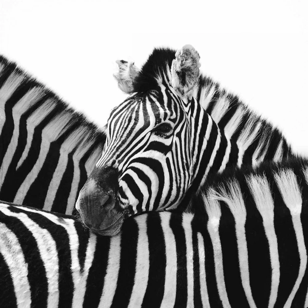 Nina Papiorek - A Safe Place