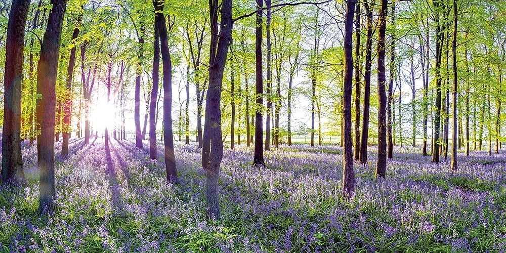 Assaf Frank - Bluebells and Sunrise