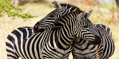 Rogelio Tybalt - Zebra Couple