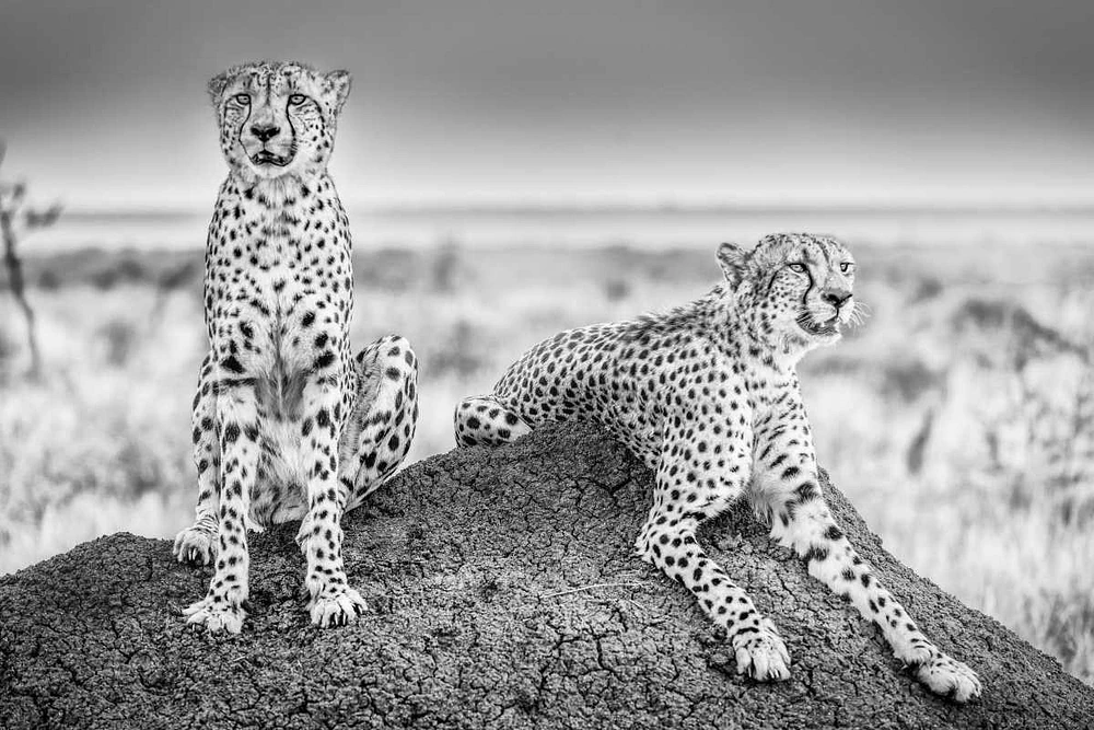 Scheid - Two Cheetahs Watching Out