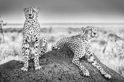 Scheid - Two Cheetahs Watching Out