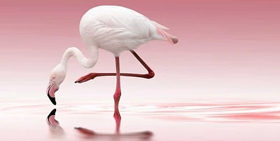 Reindl - Flamingo