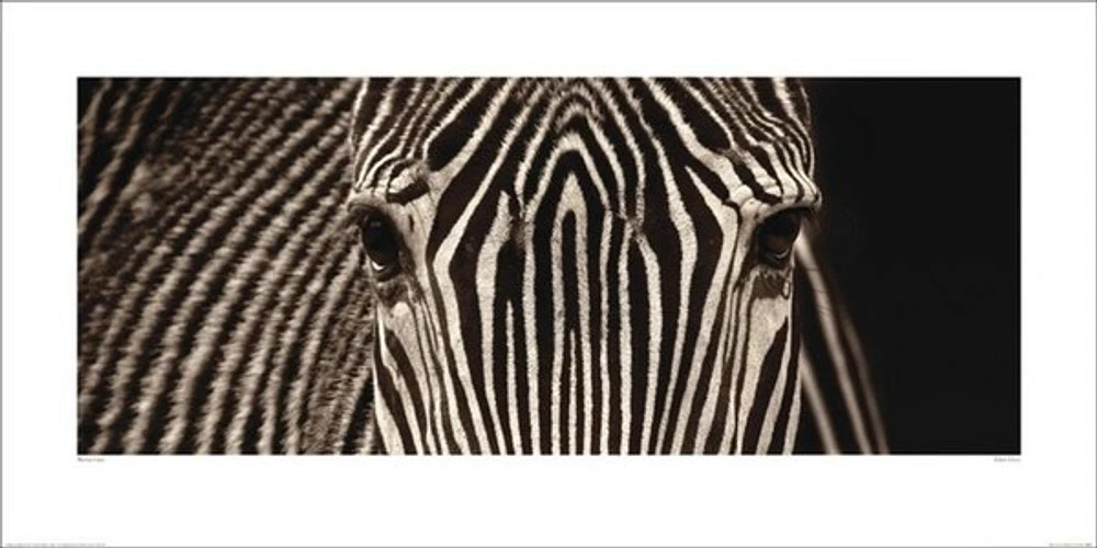 Marina Cano - Zebra Grevy