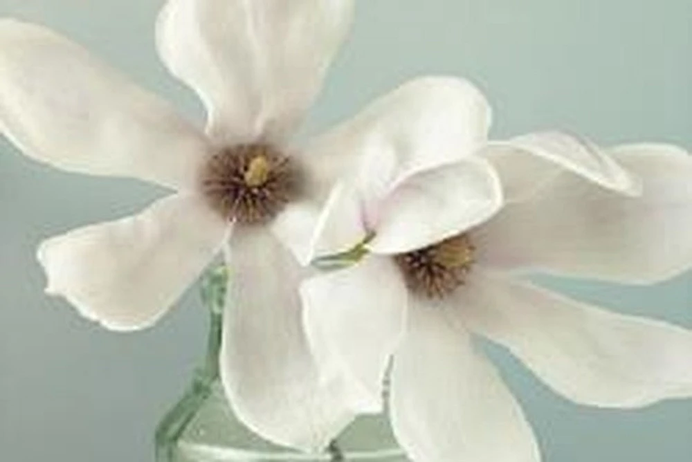 Magnolia Flowers
