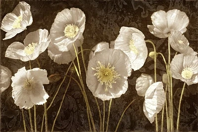 Ives Mccoll