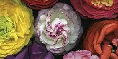 Assorted Ranuncula-Pip Bloomfield  