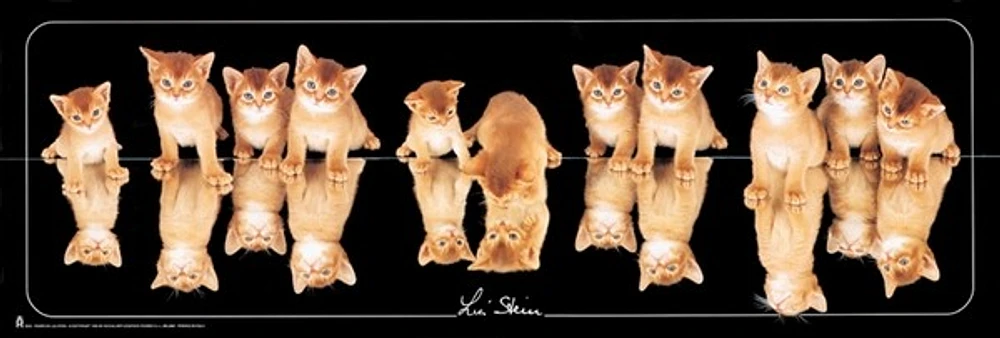 Cats - mirroir