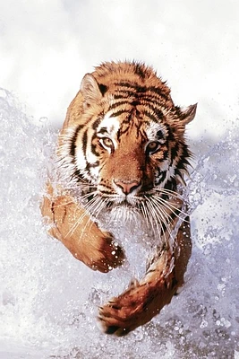 Tiger  