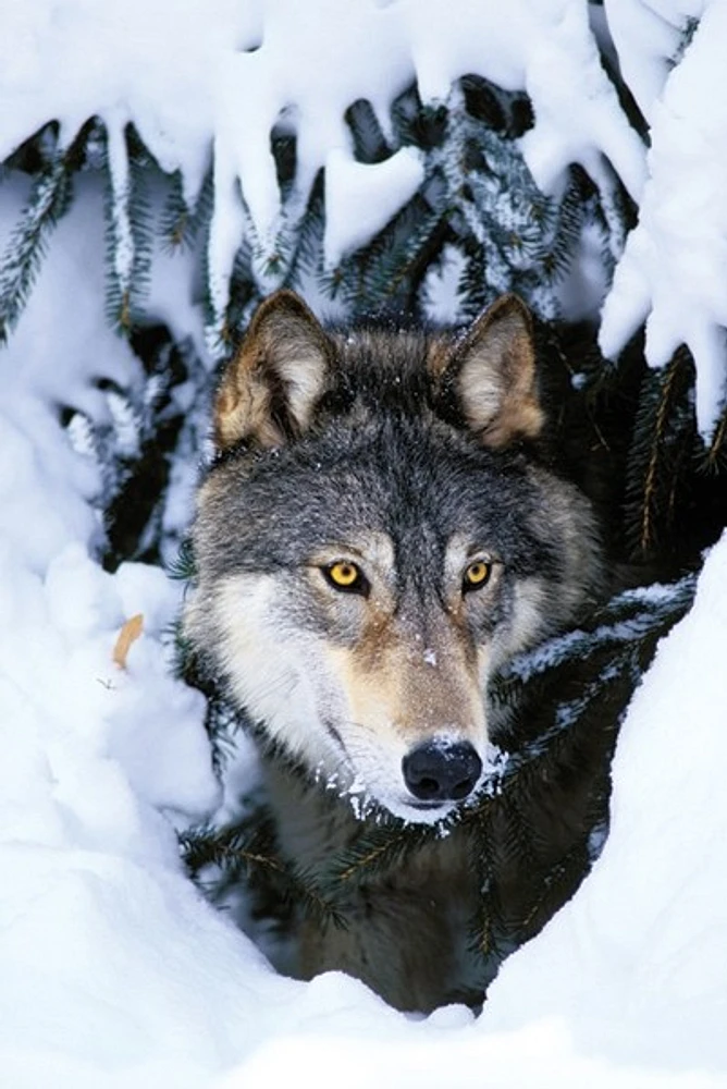 Winter Wolf