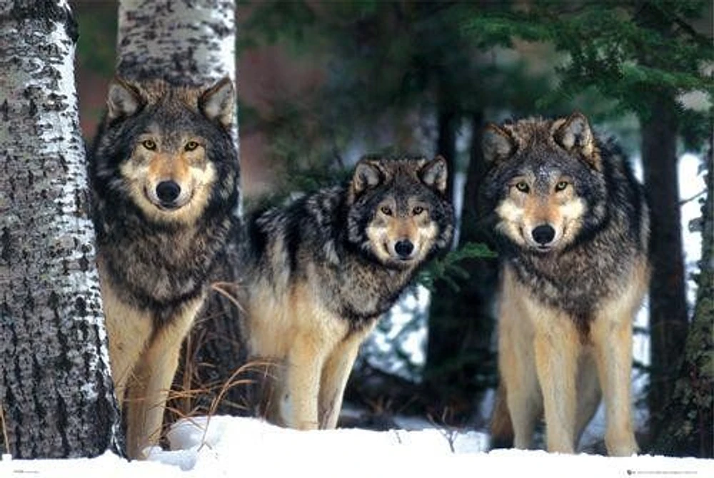 Siberia Wolves