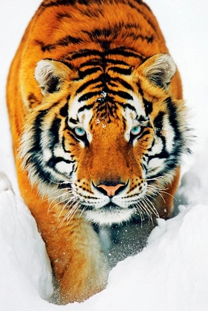 Tiger and snow