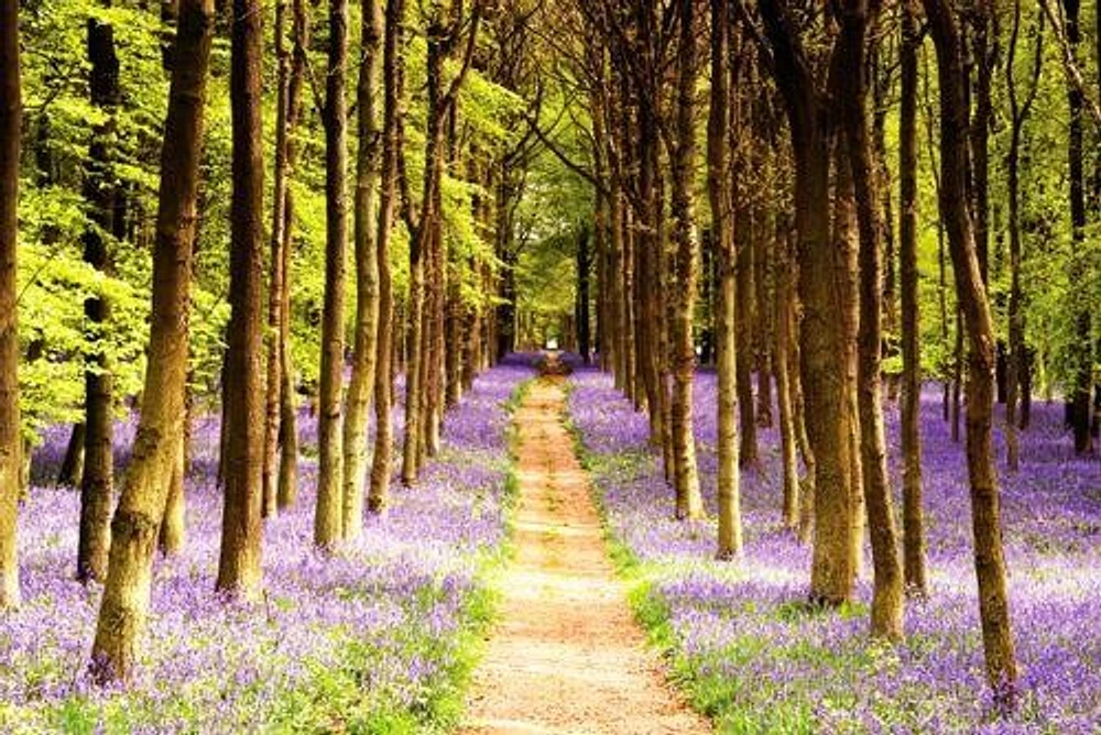 Forest Path