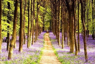 Forest Path  