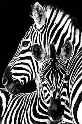 Zebra Love  