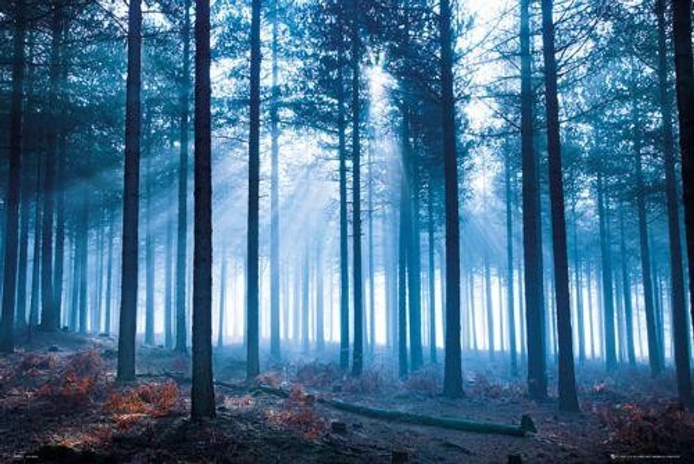 Forest Hope