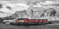 Rolf Fischer - Lofoten Nähe Reine Mit Roten Hütten  
