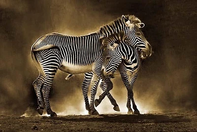 Zebra Mom Love  