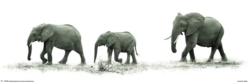 Elephants
