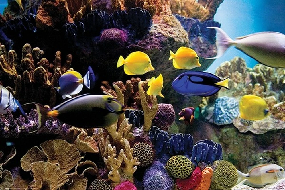 Tropical Fish & Coral