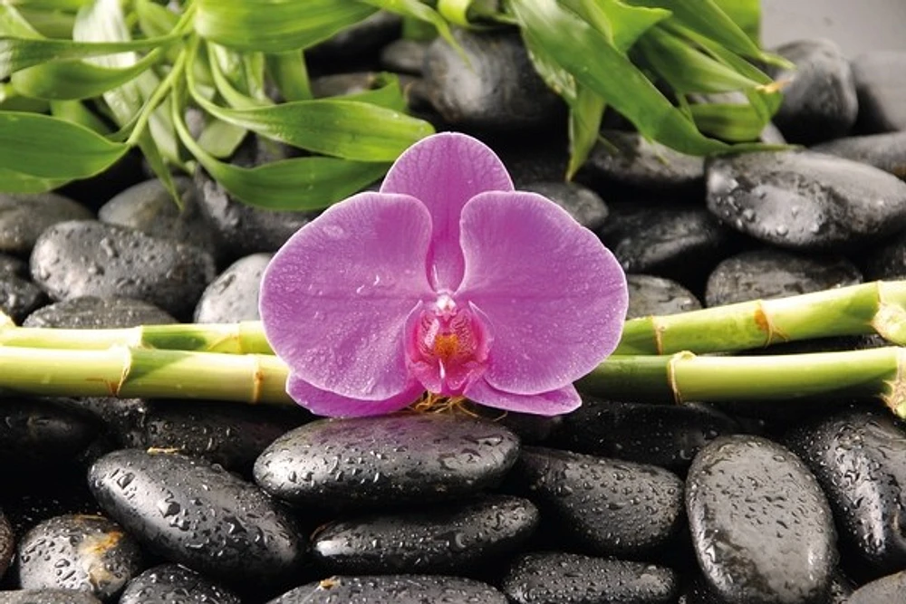 Orchidee