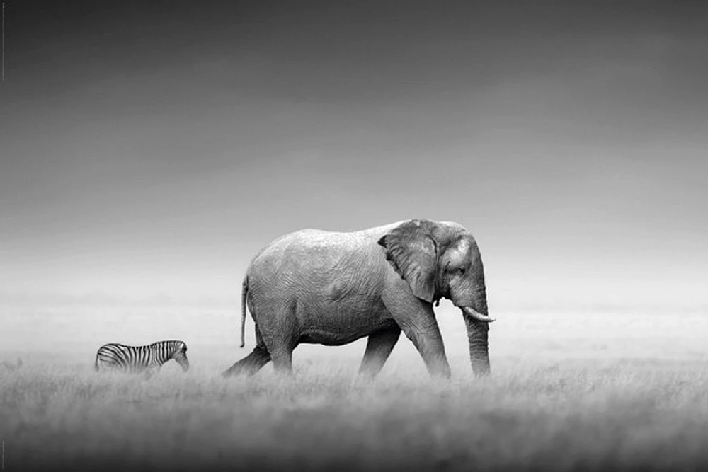 Kings Of Nature - Elephant Zebra