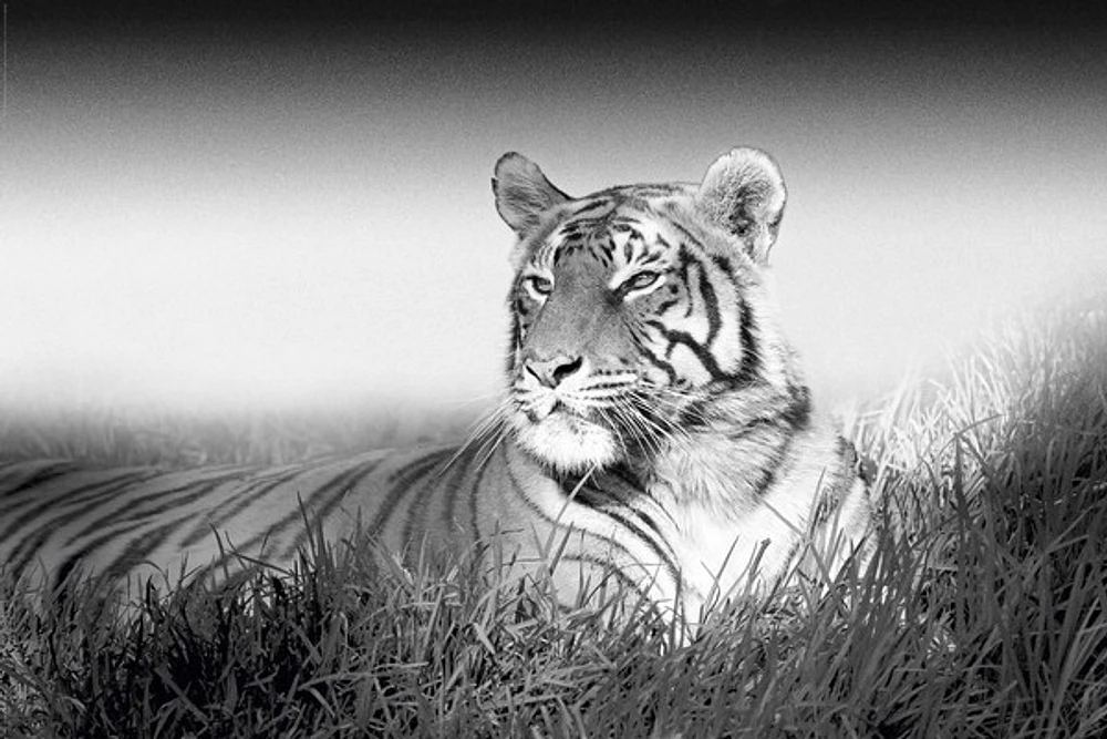 Kings Of Nature - Tiger