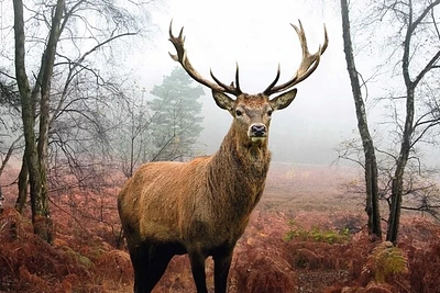 Deer - Hirsch Im Wald  