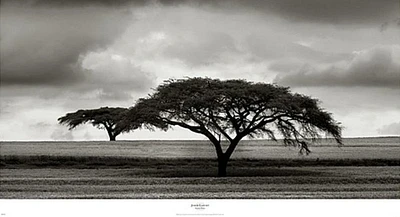 Acacia Trees  