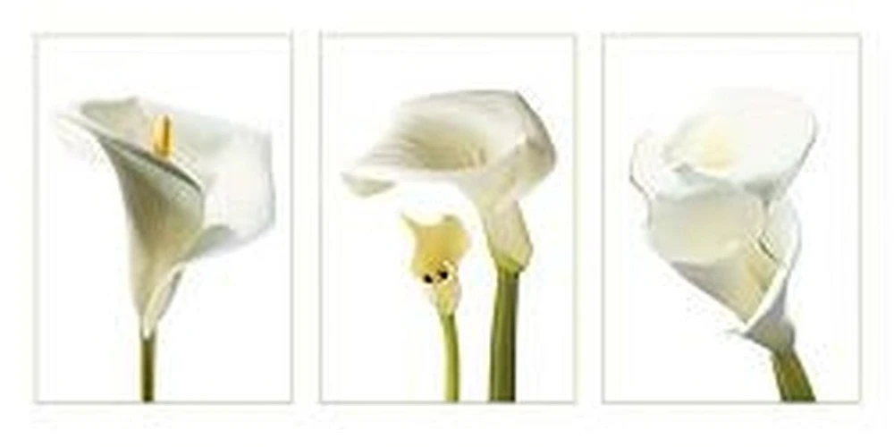White Orchids
